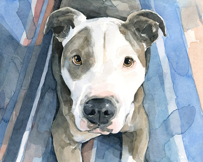 700x560 Watercolor Illustration By Studio Tuesday Pitbull Paintings - Pitbull Painting