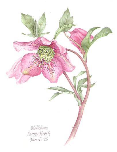 407x525 Hellebore Plant - Plant Painting