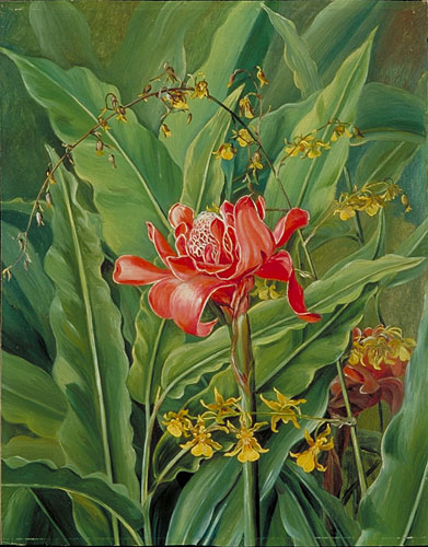 391x500 Kew Marianne North Gallery Painting 51 Foliagend Flowers - Plant Painting