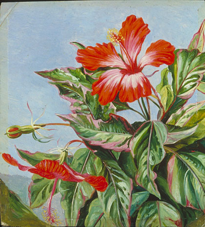 420x464 Kew Marianne North Gallery Painting 708 A New Caledonian Plant - Plant Painting