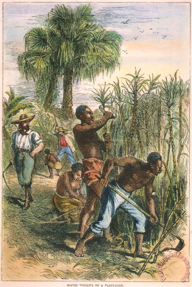 643x960 Others Sugar Plantation Painting - Plantation Painting