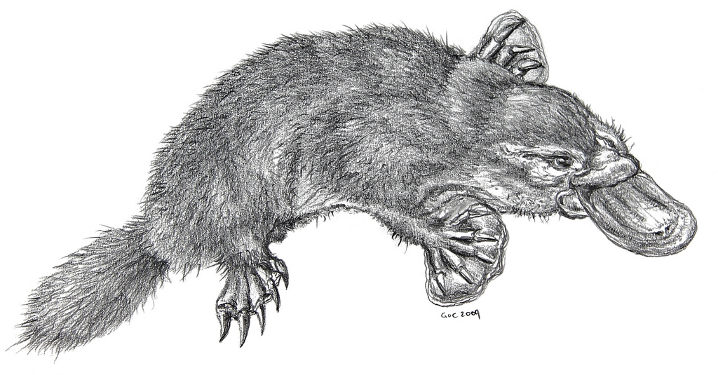 1024x535 Platypus (Pencil) - Platypus Painting