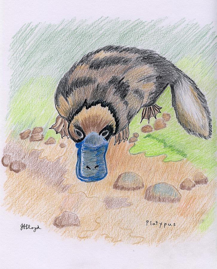 726x900 Platypus Painting By Joy Lloyd - Platypus Painting