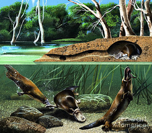300x262 Platypus Paintings Fine Art America - Platypus Painting