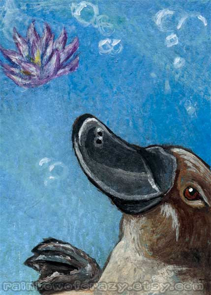 429x600 Platypus The Page Of Cups Tarot Rainbow Of Crazy - Platypus Painting
