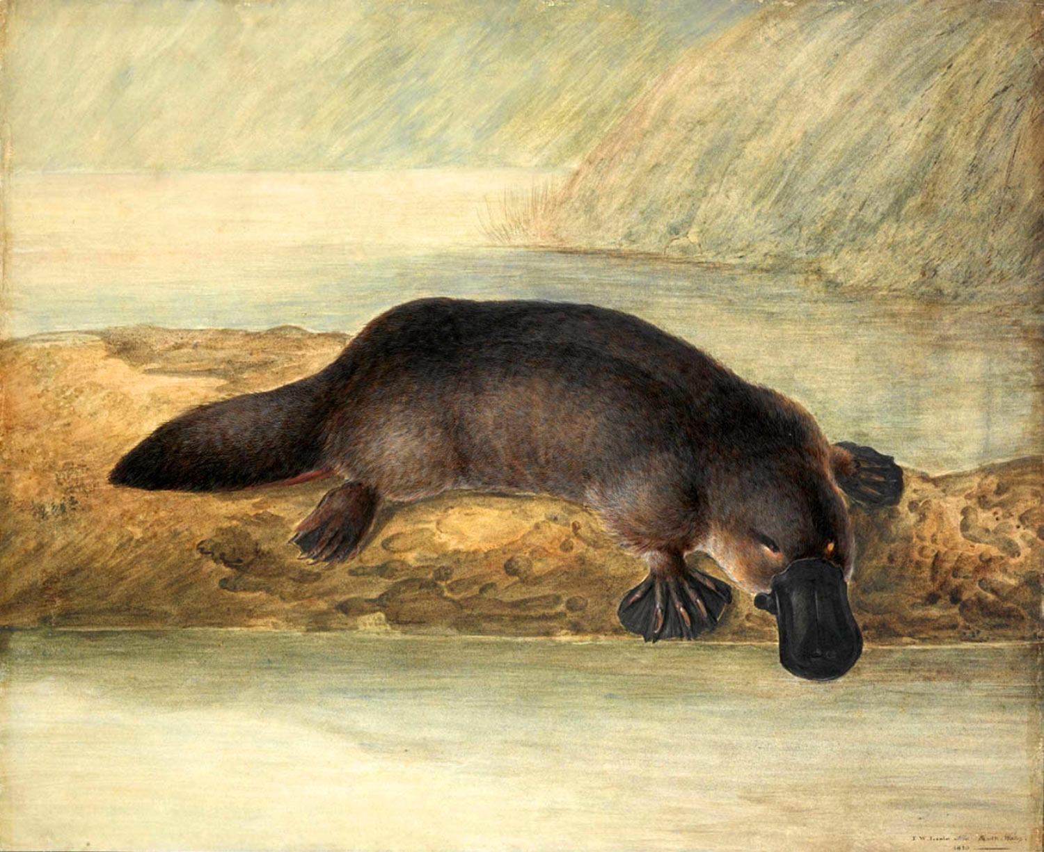 1500x1225 Platypus Venom Could Hold Key To Successful Treatment Of Type 2 - Platypus Painting