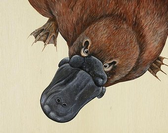 340x270 Platypus Painting Etsy - Platypus Painting