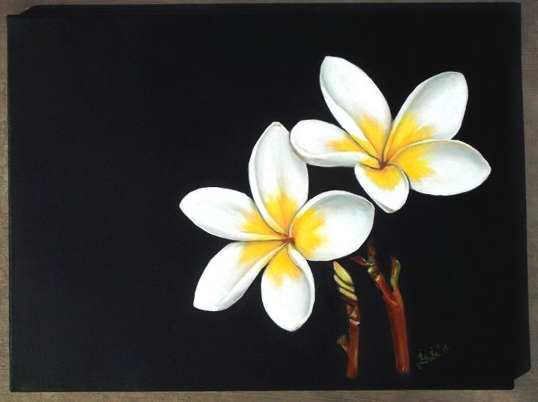 776x580 Plumeria, Flower, White, Oil Painting, Realistic, Realism, White - Plumeria Flower Painting