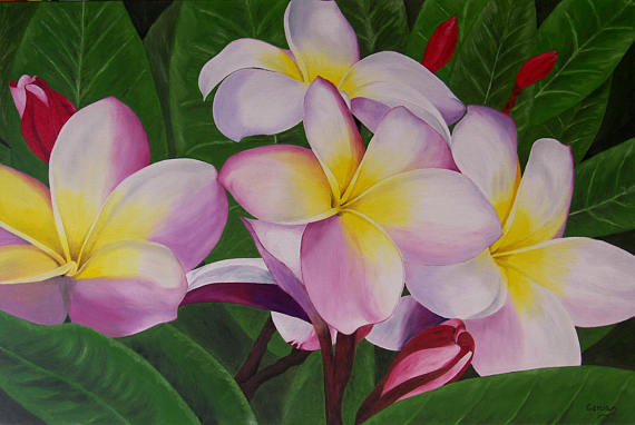 Plumeria Flower Painting at PaintingValley.com | Explore collection of ...