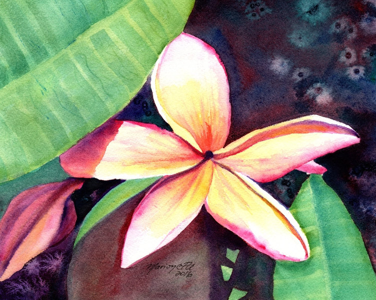 751x600 Plumeria Paintings Original Watercolors Tropical Flower - Plumeria Flower Painting