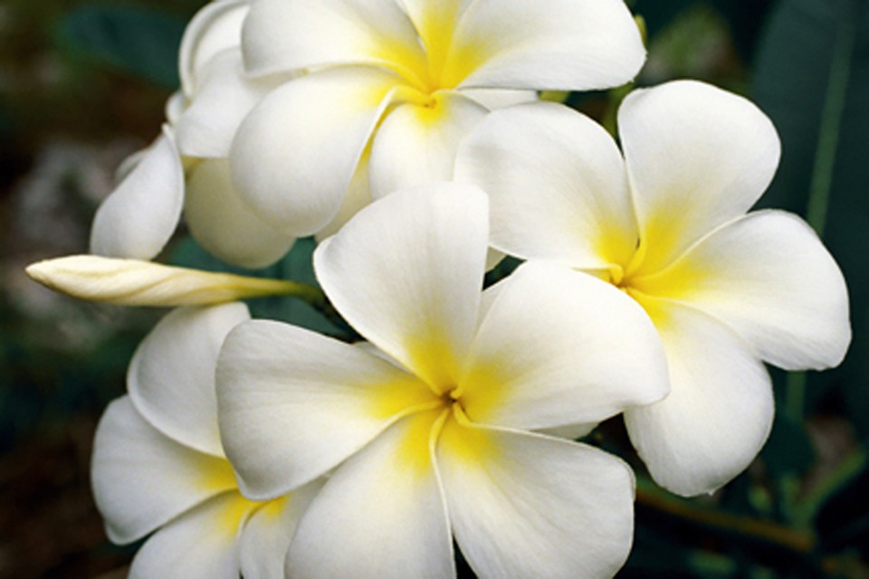 960x640 Hawaiian White Plumeria Cutting - Plumeria Flower Painting