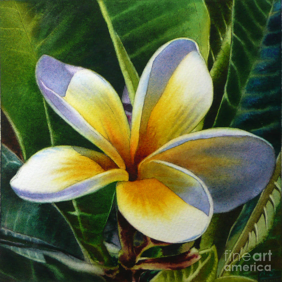 900x900 Island Beauty - Plumeria Flower Painting