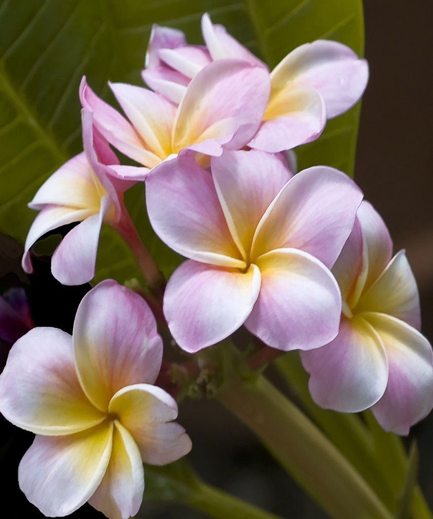 Plumeria Flower Painting at PaintingValley.com | Explore collection of ...