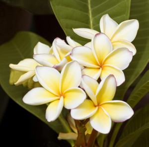 Plumeria Painting at PaintingValley.com | Explore collection of ...