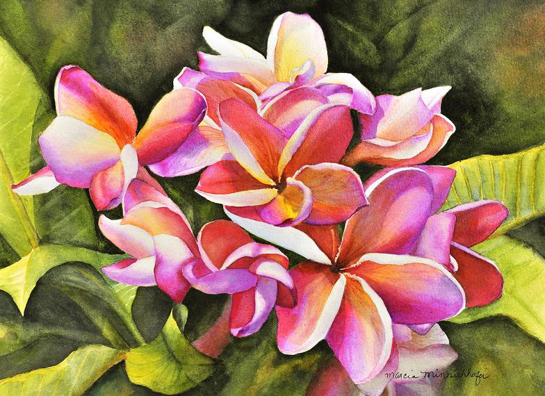 784x570 Plumeria Paintings Marcia Minnichhofer Kauai Art Hawaiian Art - Plumeria Painting