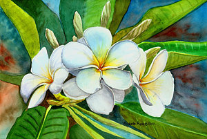 300x201 Plumeria Watercolor Paintings Fine Art America - Plumeria Painting