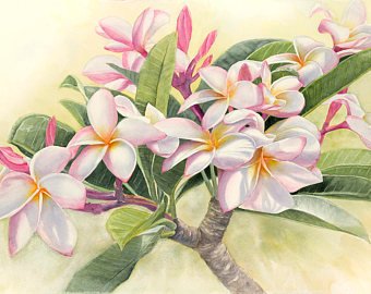 Plumeria Painting at PaintingValley.com | Explore collection of ...