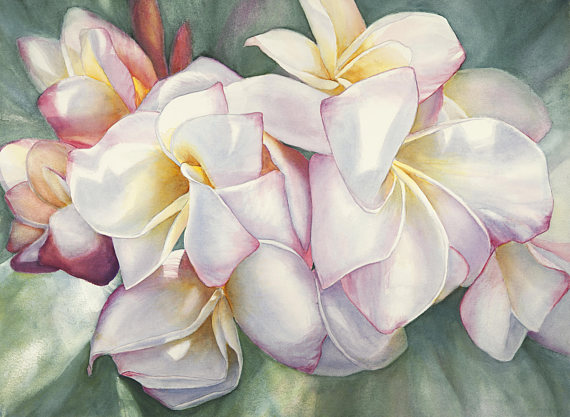 570x417 White Plumeria Painting Art Print - Plumeria Painting
