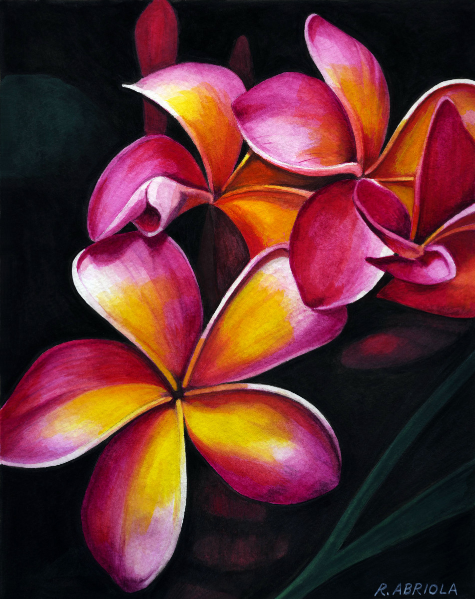 951x1200 Floral Watercolor Paintings Plumerias 2 By Robert Abriola - Plumeria Painting