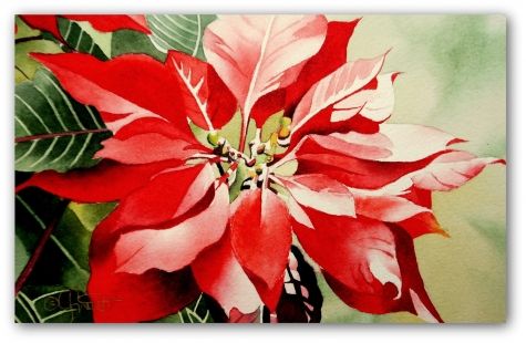475x310 Red Poinsettia, New Watercolor Amp Video Original Art Painting By - Poinsettia Painting