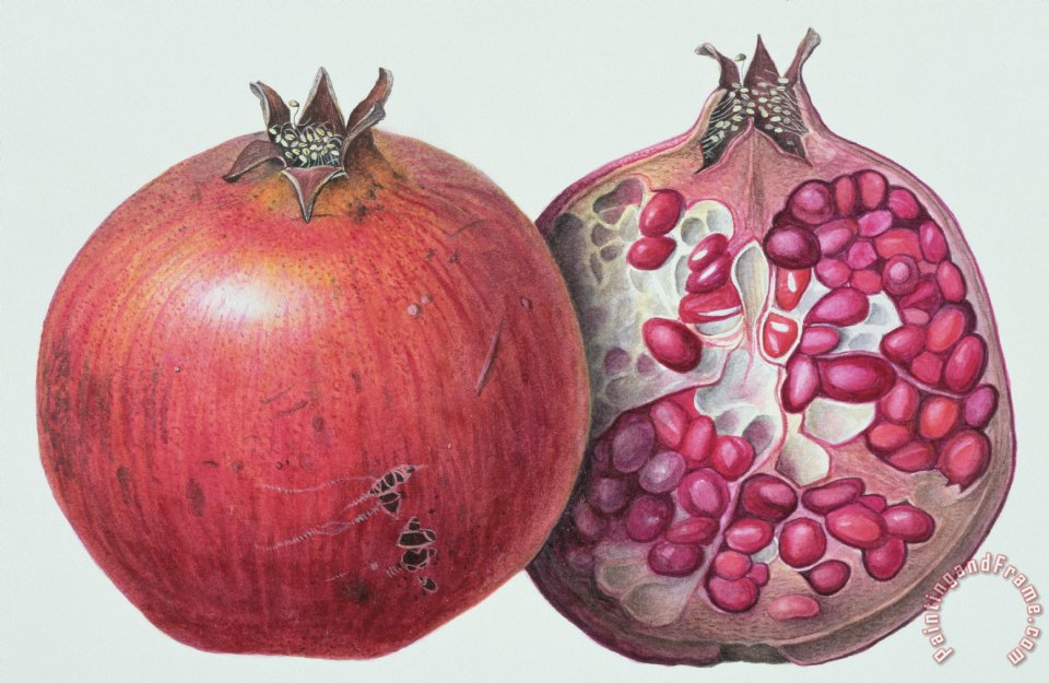 960x625 Margaret Ann Eden Pomegranate Painting - Pomegranate Painting