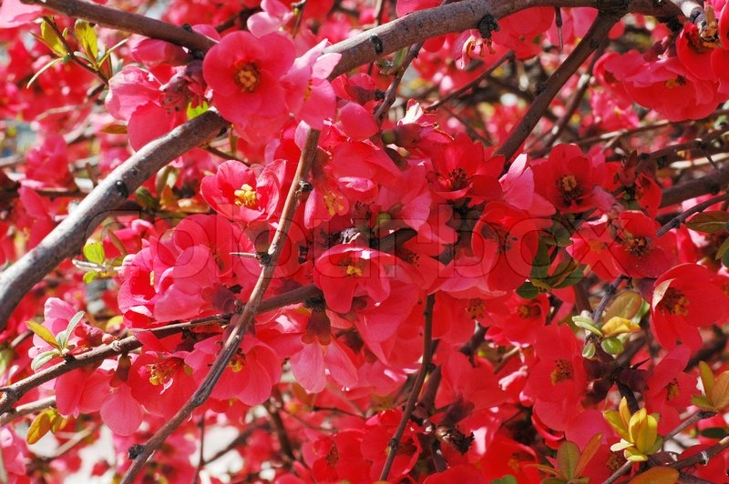 800x532 Pomegranate Tree On A Bright Summer Day Stock Photo Colourbox - Pomegranate Tree Painting
