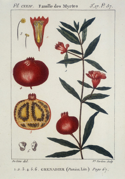 420x600 Pomegranatepomegranate Tree. Etching - Pomegranate Tree Painting