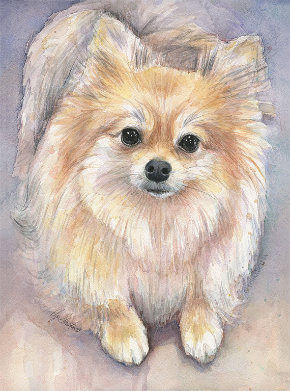 570x767 Pomeranian Watercolor Art Print Pom Painting Animal - Pomeranian Painting