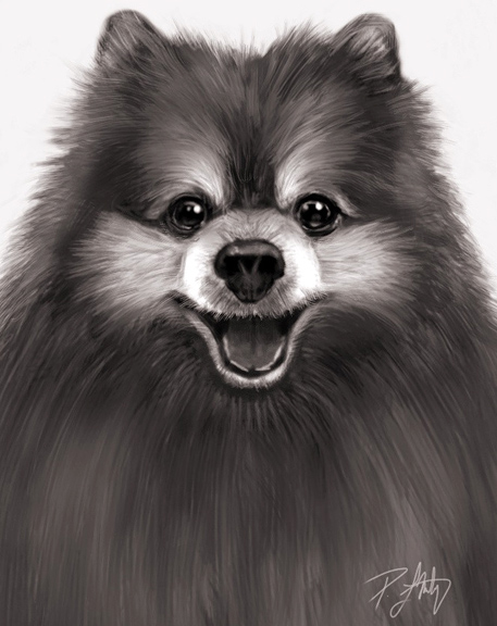 457x576 Pomeranian Ipad Painting - Pomeranian Painting