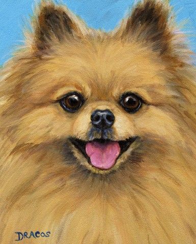 385x480 Pomeranian On Blue Dog Print Of Original Painting By Dottie Dracos - Pomeranian Painting