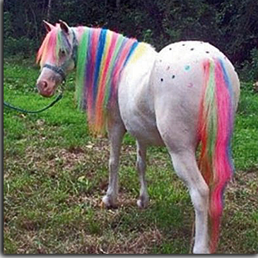 365x365 Nikki's Painted Ponies Pony Rides And Pony Parties - Pony Painting