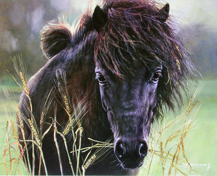 709x576 Shetland Pony Original Oil Painting By Equestrian Artist Judi Kent - Pony Painting