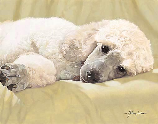 508x400 Artist Archives Page 18 Of 23 Wenaha Gallery - Poodle Oil Painting