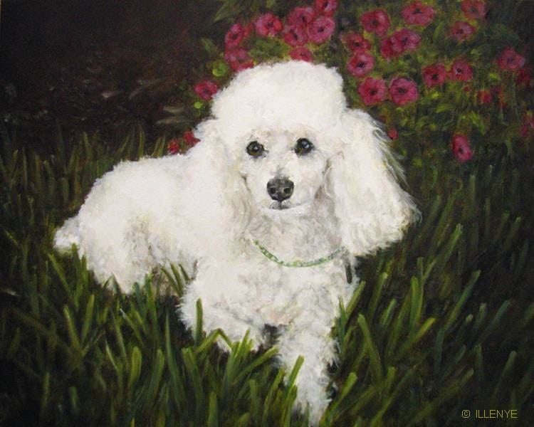 750x600 Carmen Miranda White Poodle Pet Portrait 8x10 Inches Oil Painting - Poodle Oil Painting