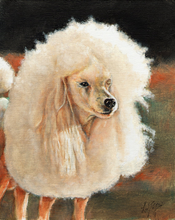 570x715 Original Oil Dog Portrait Painting White Poodle Artwork Art - Poodle Painting