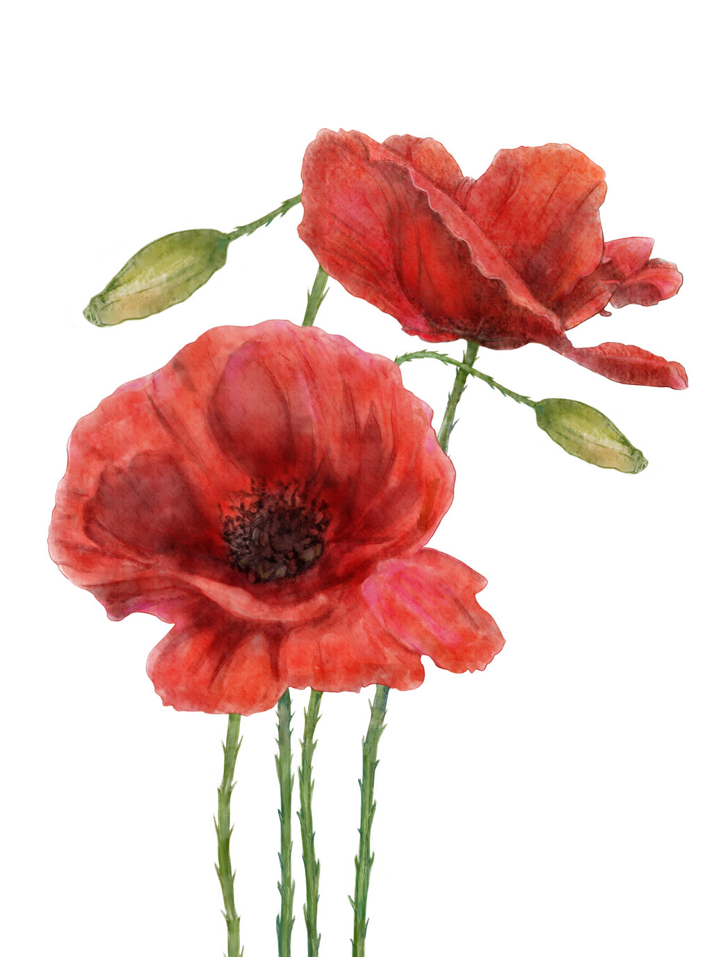 1024x1377 Poppies, Experimental Watercolor Effect Photoshop By Digit Ds - Poppy Painting Watercolor