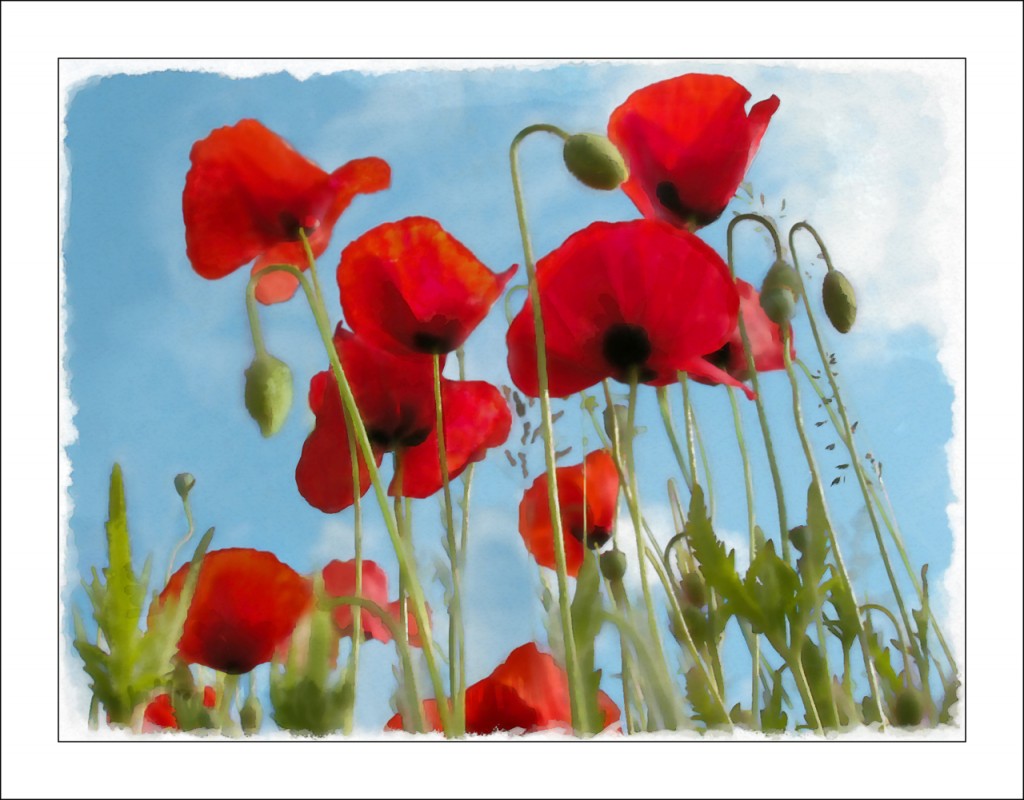 1024x800 Poppies Watercolour By Anneke Ruth Prat - Poppy Painting Watercolor