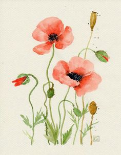 236x303 Poppies Watercolor Painting, Red Art Print, Poppies Painting - Poppy Painting Watercolor