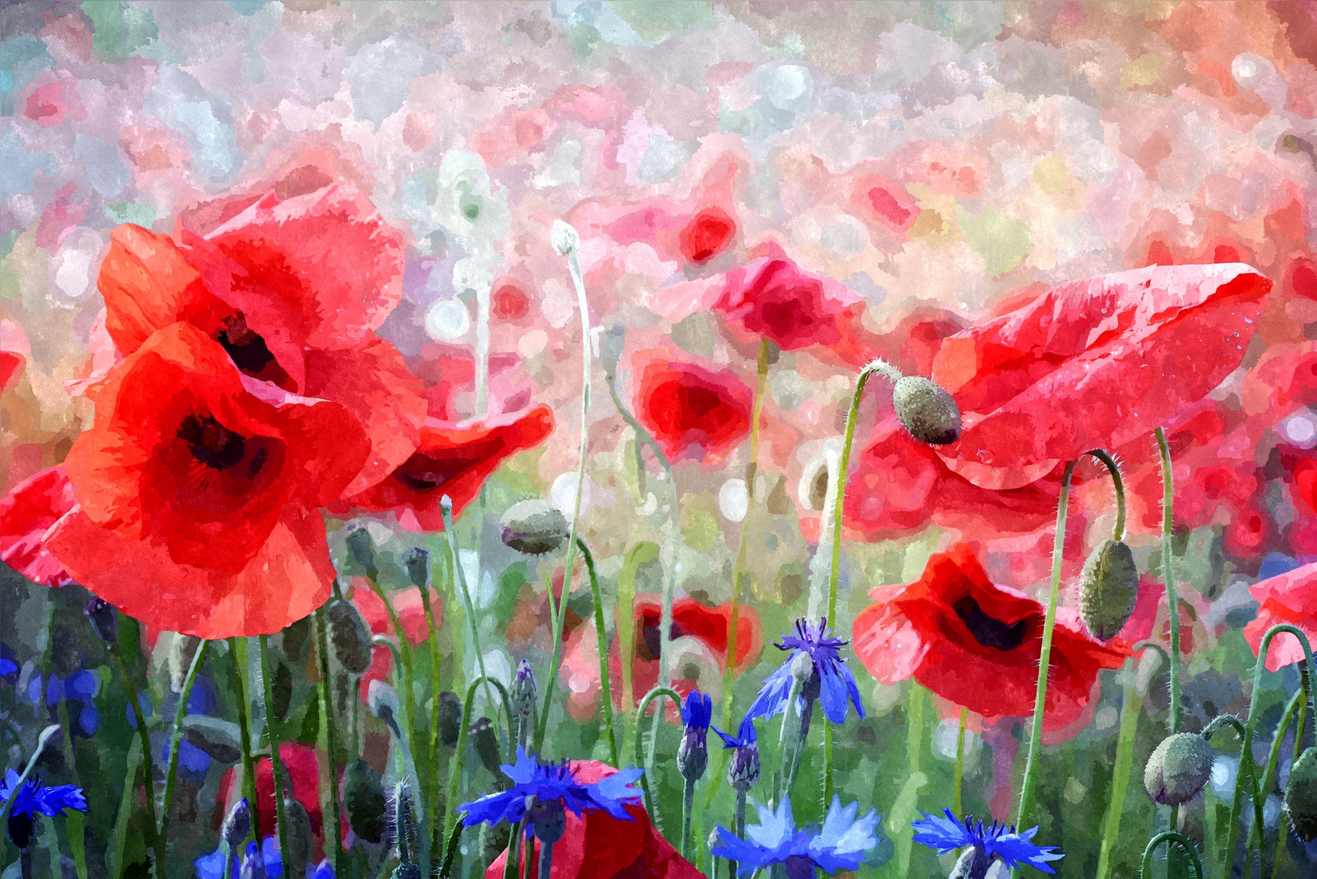 1920x1281 Poppy Flowers Watercolor Painting Free Stock Photo - Poppy Painting Watercolor