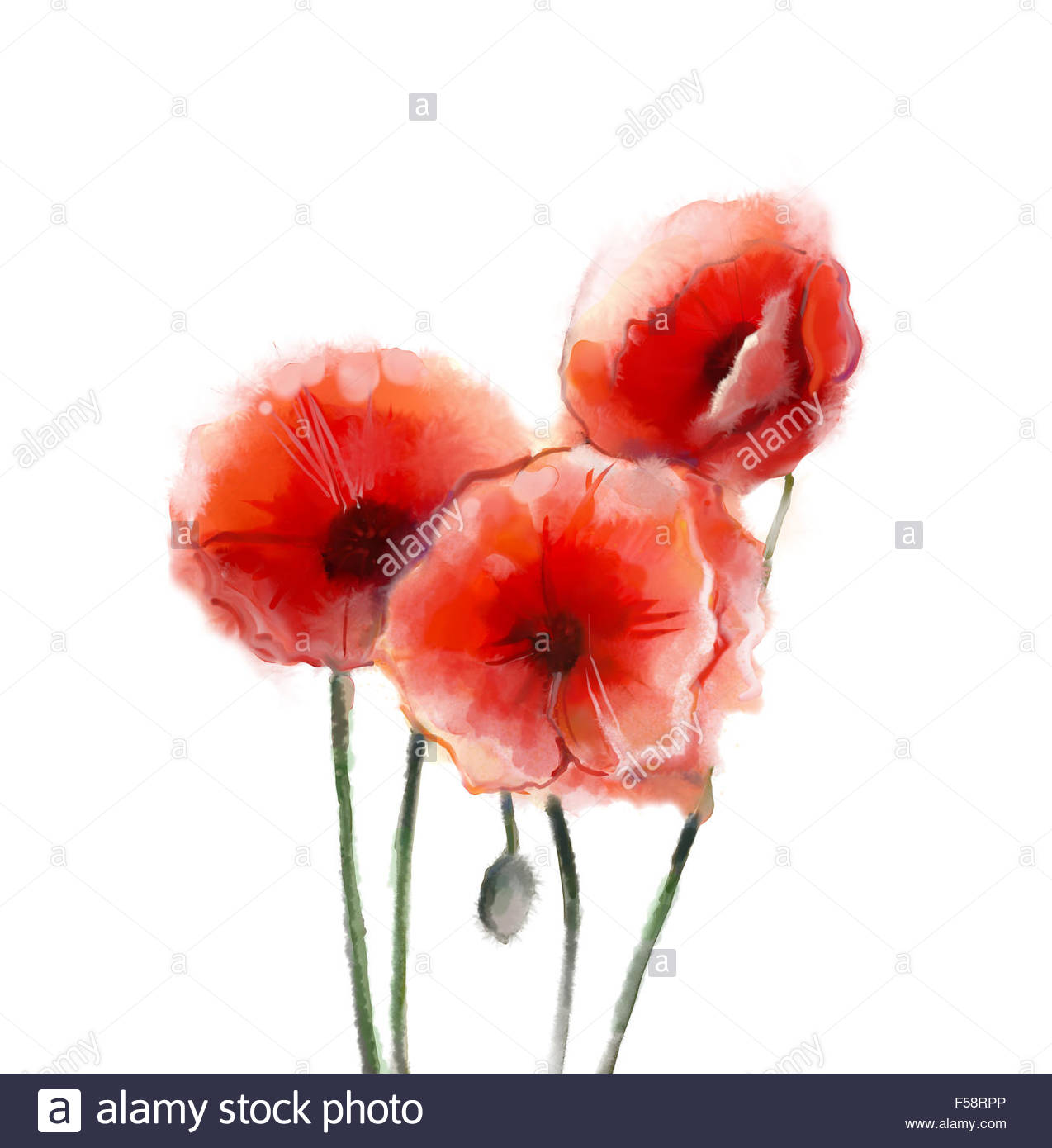 1274x1390 Red Poppy Flowers Watercolor Painting. Isolated On White - Poppy Painting Watercolor