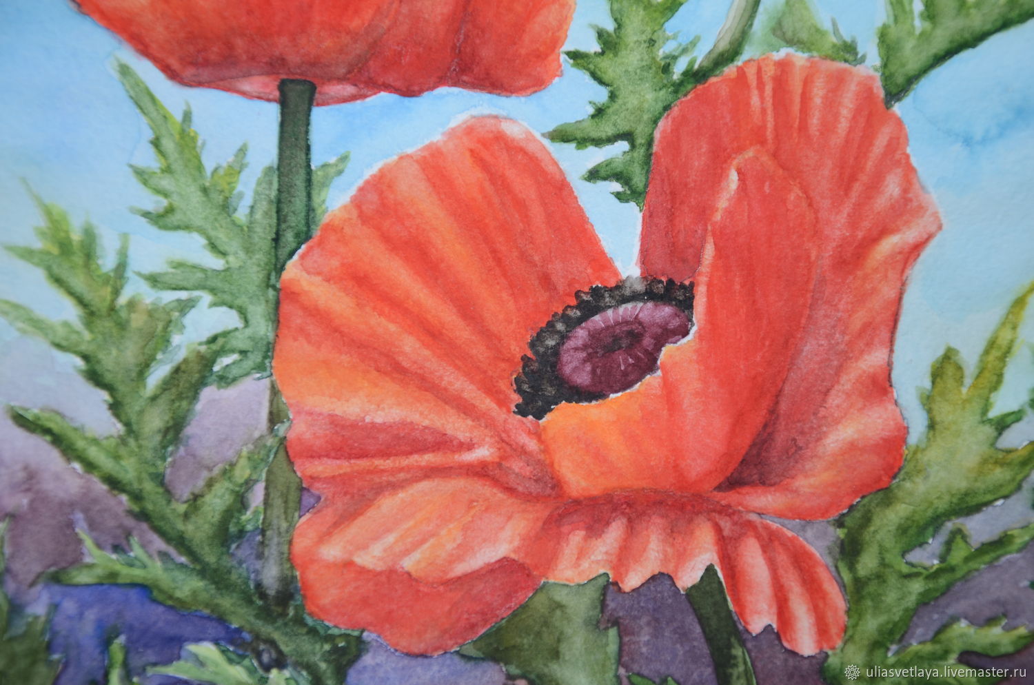 1500x994 Watercolor Blazing Poppies Painting Poppies Shopline - Poppy Painting Watercolor