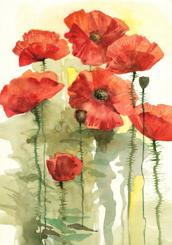 570x814 Bloomed Poppies - Poppy Painting Watercolor