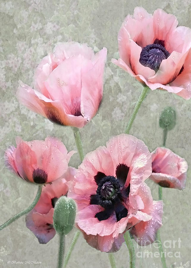 642x900 Poppy Profusion Photograph By Barbara Mcmahon - Poppy Profusion Canvas Painting