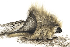 300x200 Porcupine Traditional Animal Foods Indigenous Peoples - Porcupine Painting