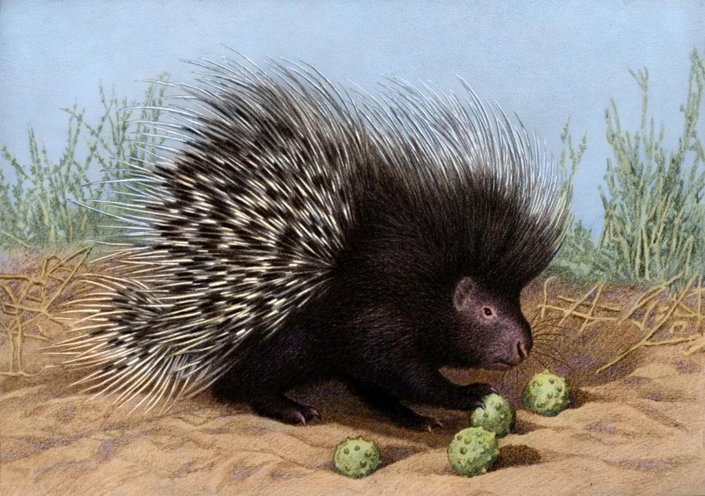 1024x720 South African Porcupine By Willemsvdmerwe - Porcupine Painting