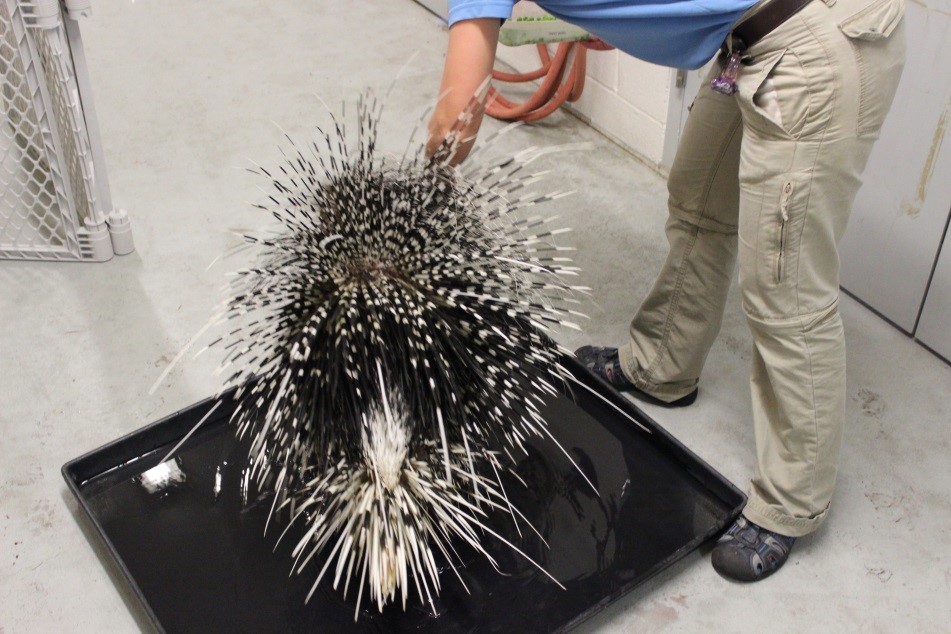 951x634 African Porcupine Adventure Insider - Porcupine Painting