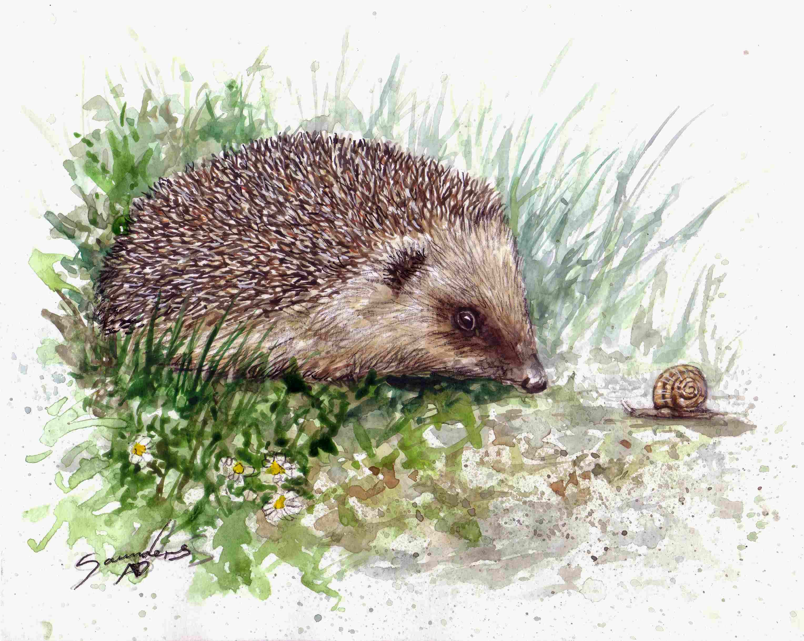 3056x2436 Hedgehog Painting - Porcupine Painting