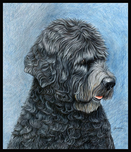 449x520 Colored Pencil Painting - Portuguese Water Dog Painting