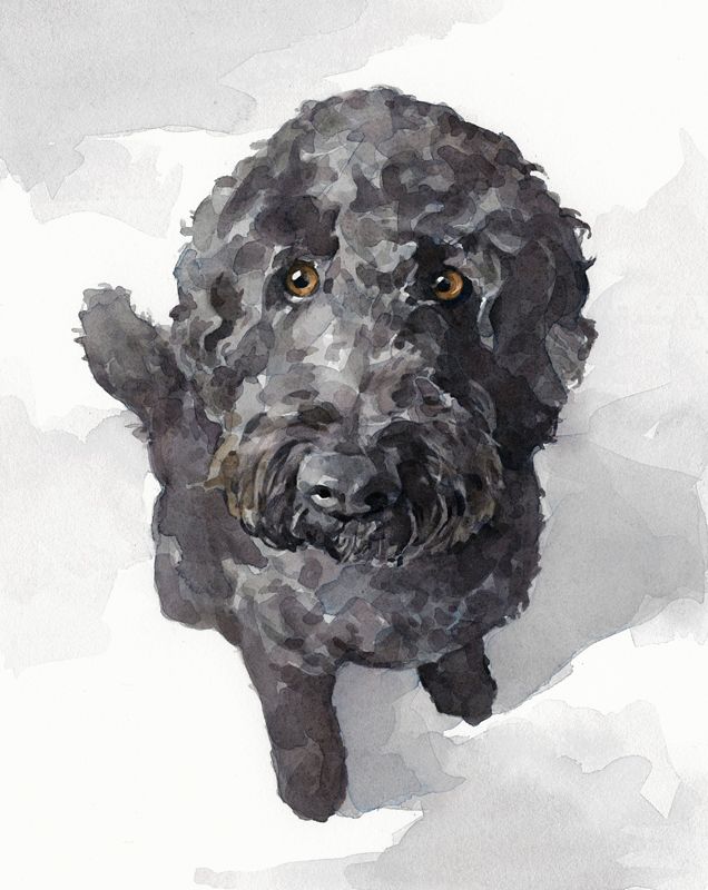 636x800 Image Result For Watercolor Portuguese Water Dog Dog - Portuguese Water Dog Painting