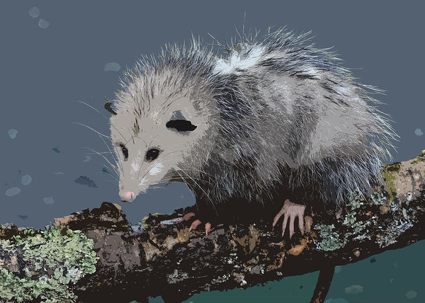 600x428 Opossum On A Gnarley Branch Art Print By Elaine Plesser - Possum Painting
